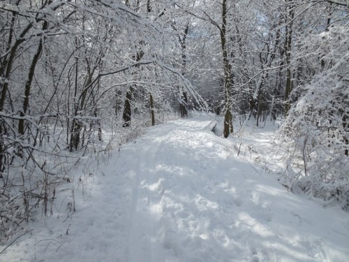 A snowy path winding through a forest, with trees covered in white snow and a clear blue sky above.