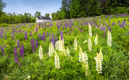 A vibrant field of purple and white lupines with a white house in the background, surrounded by lush greenery.