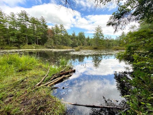 A serene pond surrounded by lush greenery and trees, reflecting the blue sky and clouds above.