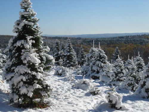 Snow-covered evergreen trees in a winter landscape under a clear blue sky, with distant hills visible.