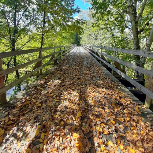 A wooden bridge covered in colorful autumn leaves, surrounded by lush green trees and a clear blue sky.