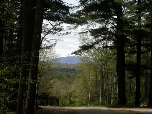 A dirt road lined with tall trees leads to a distant mountain view under a cloudy sky.