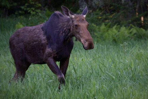 A moose walking through tall green grass in a natural setting.