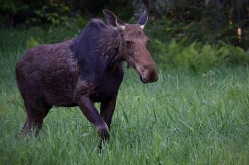 A moose walking through tall green grass in a natural setting.