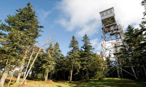 A tall observation tower surrounded by trees under a blue sky with scattered clouds.