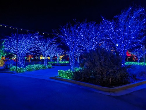 A nighttime scene featuring trees and bushes adorned with vibrant blue Christmas lights.