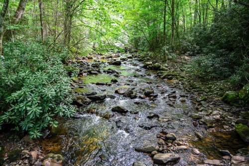 A serene forest stream flows over rocks, surrounded by lush green trees and foliage.