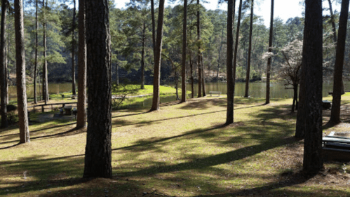 A serene park scene with tall trees, a grassy area, and a calm lake in the background under clear blue skies.