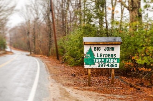 Sign for Big John Leyden's Tree Farm along a rainy road, surrounded by trees.
