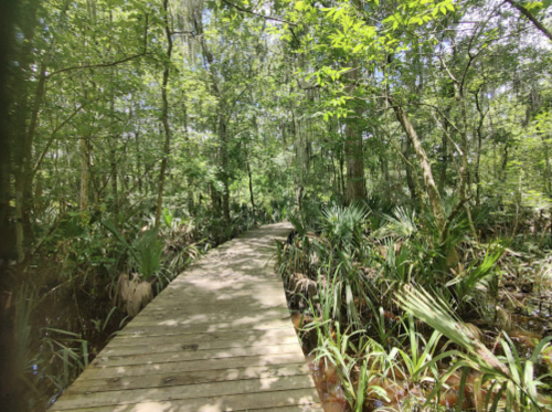 A wooden boardwalk winding through a lush green swamp with dense trees and plants on either side.