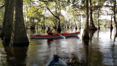 A person paddles a red kayak through a serene, tree-lined waterway. Sunlight filters through the leaves.