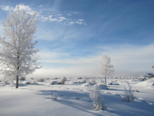 A serene winter landscape with frosted trees and a blanket of snow under a blue sky.