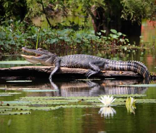 A crocodile sunbathing on a log in a serene pond surrounded by water lilies and lush greenery.
