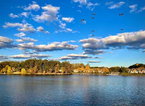 A serene lake scene with trees and houses along the shore, under a blue sky with fluffy clouds and flying birds.