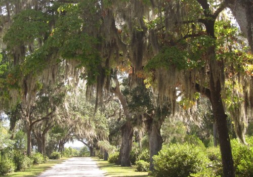 A serene pathway lined with tall trees draped in Spanish moss, creating a tranquil, shaded atmosphere.