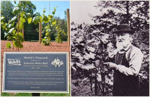A vineyard with grapevines and a historical plaque about Ephraim Wales Bull, a pioneer in grape cultivation.
