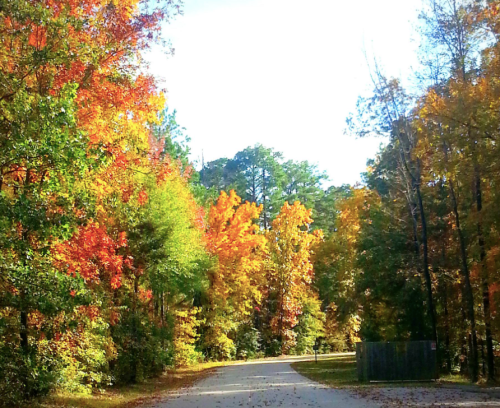 A scenic road lined with vibrant autumn trees in shades of orange, yellow, and green under a clear blue sky.