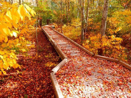 A winding wooden path through a vibrant autumn forest, surrounded by colorful leaves and trees.