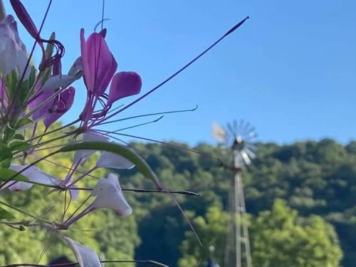 A close-up of pink flowers in the foreground with a windmill and green hills in the background under a clear blue sky.