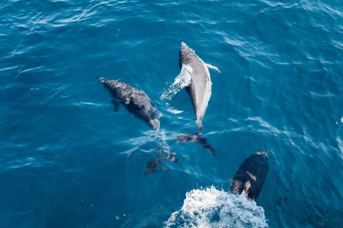 Three dolphins swimming in clear blue water, with splashes as they leap and dive.