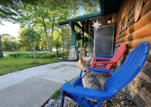 A small dog sits on a blue chair on a porch, surrounded by greenery and a cozy log cabin setting.