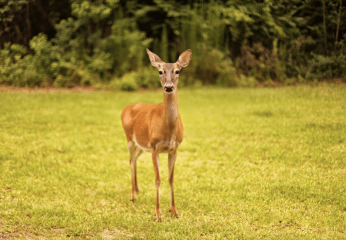 A deer stands in a grassy field, surrounded by trees, looking curiously at the camera.