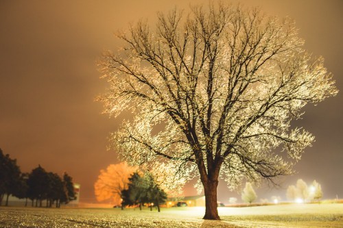 A large, bare tree illuminated by soft lights against a dark, cloudy sky, with a snowy ground and distant trees.