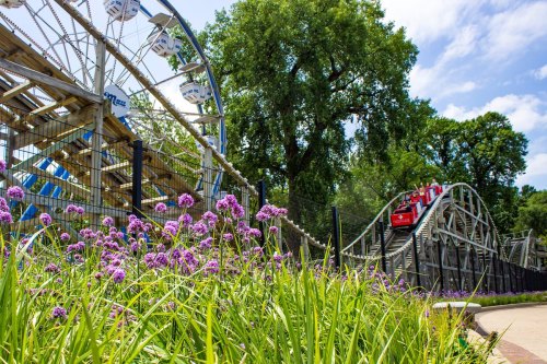 A vibrant amusement park scene featuring a roller coaster and a Ferris wheel, surrounded by blooming purple flowers.