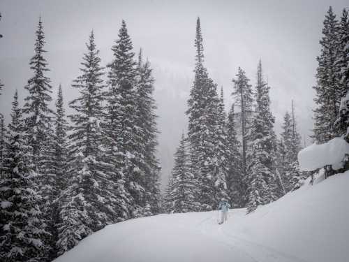 A skier navigates a snowy trail surrounded by tall, snow-covered pine trees in a winter landscape.