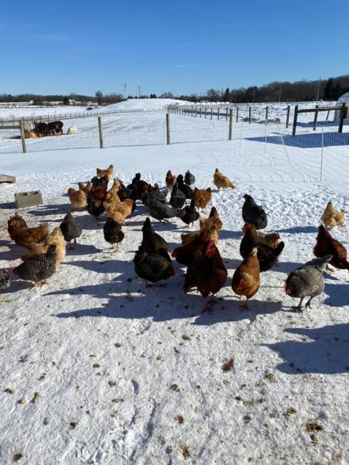 A flock of chickens forages in the snow on a sunny day, with a farm landscape in the background.