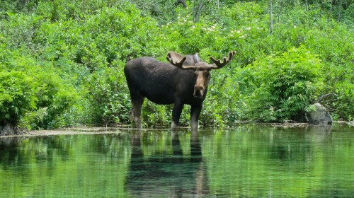A moose stands in shallow water surrounded by lush green foliage and reflections on the water's surface.