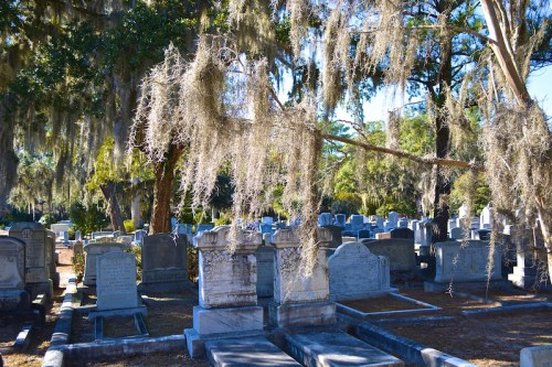 A serene cemetery scene with weathered gravestones and hanging Spanish moss under a clear blue sky.