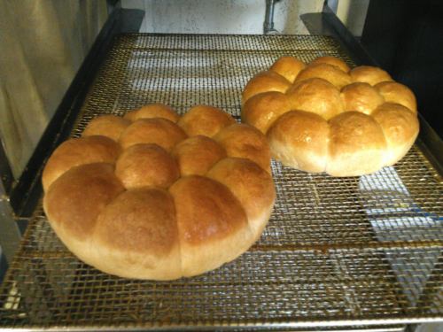 Two golden-brown, round bread rolls cooling on a wire rack.