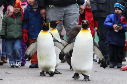 Three penguins walk among a crowd of children and adults in winter clothing at an outdoor event.
