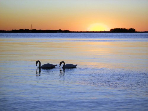 Two swans gracefully swim in calm waters at sunset, with vibrant colors reflecting on the surface.