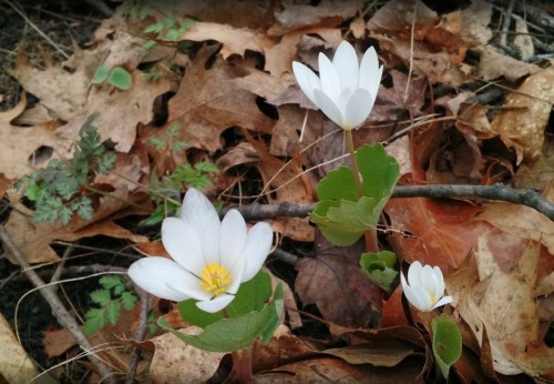 Three white flowers with yellow centers bloom among fallen leaves and green foliage on the forest floor.