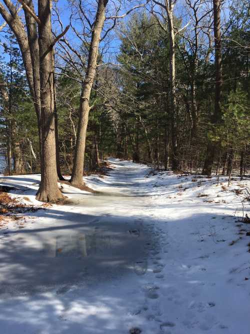 A snowy path through a forest, lined with trees, under a clear blue sky. Footprints are visible in the snow.