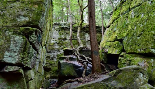 Lush green moss covers large rocks and trees in a serene forest setting, creating a tranquil natural landscape.