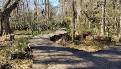 A winding wooden boardwalk through a lush, green forest with trees and underbrush.