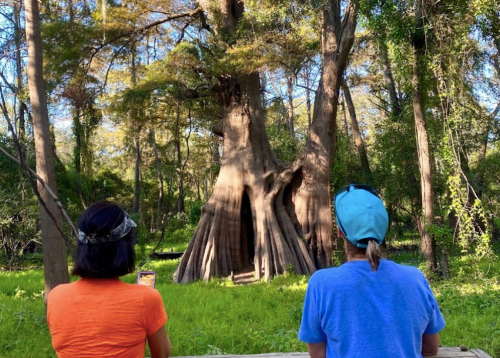 Two people sit on a bench, gazing at a large, ancient tree in a lush green forest.