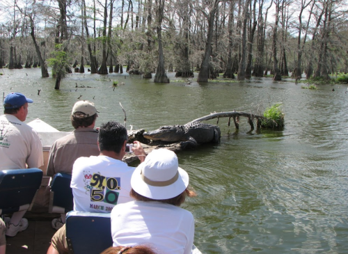 A group of people on a boat observing an alligator in a swampy area with cypress trees.