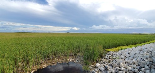 A vast green marshland under a cloudy sky, with a rocky shoreline in the foreground and water pooling nearby.