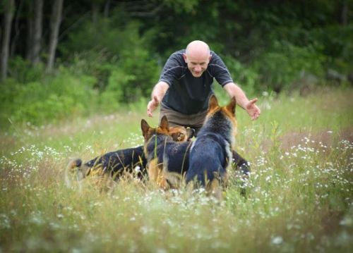 A man with a joyful expression reaches out to two German Shepherds in a grassy field filled with wildflowers.