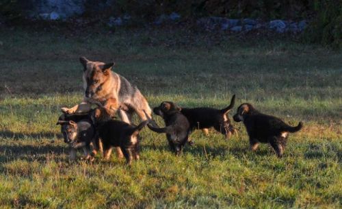 A playful scene of a mother dog with her five energetic puppies in a grassy field.