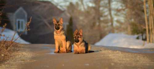 Two German Shepherd puppies sitting on a snowy path, surrounded by trees and a house in the background.