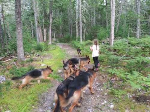 A child walks along a forest path, surrounded by several German Shepherds in a lush, green setting.