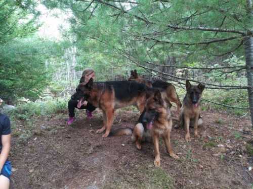 Two German Shepherds sit in a forest clearing, with a person crouched nearby among the trees.