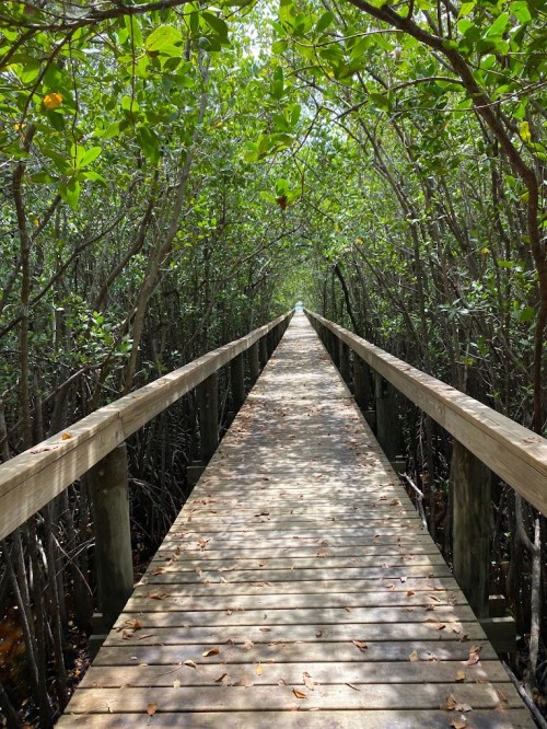 A wooden boardwalk stretches through a lush, green mangrove forest, surrounded by dense foliage.