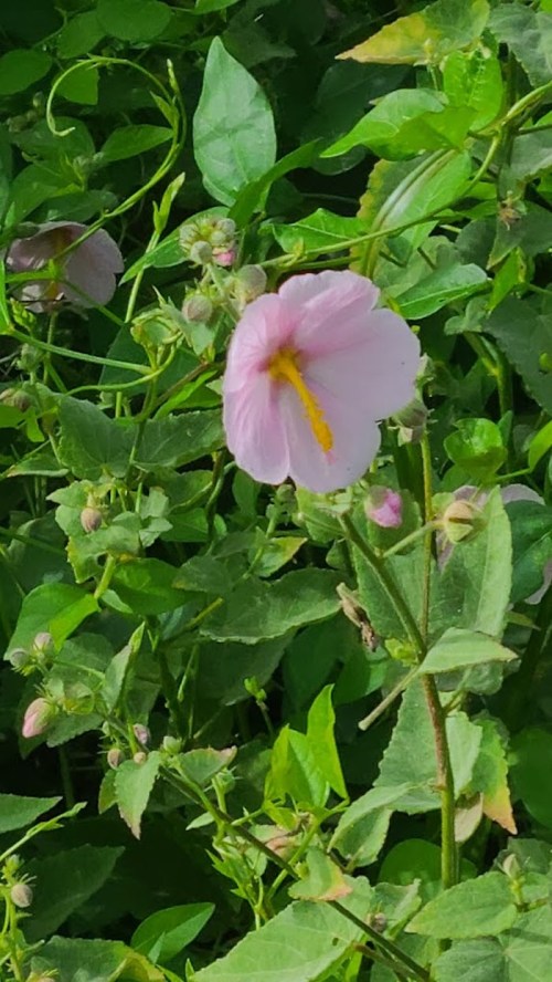 A delicate pink flower surrounded by green leaves and buds in a natural setting.