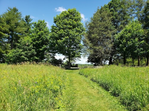 A grassy path leads through tall grass and trees under a clear blue sky.